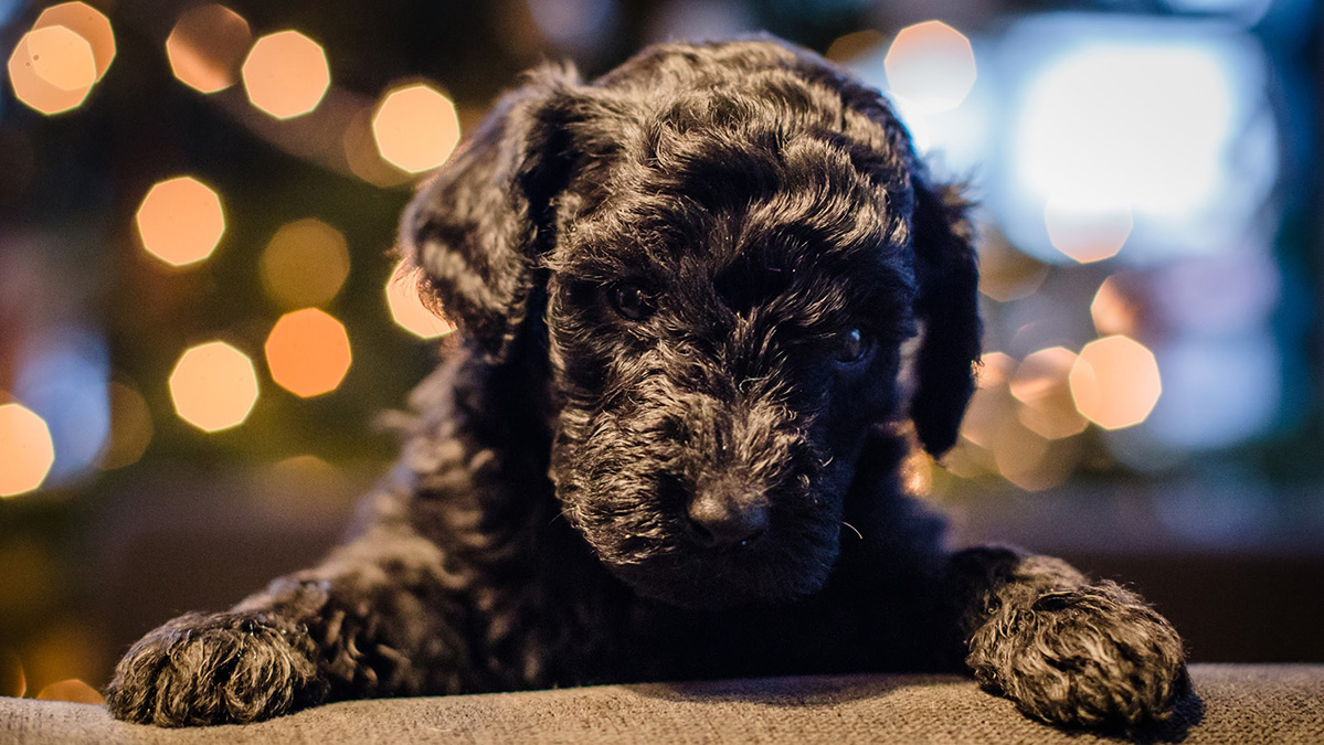 Moyen Poodle Puppy for sale in Las Vegas, NV