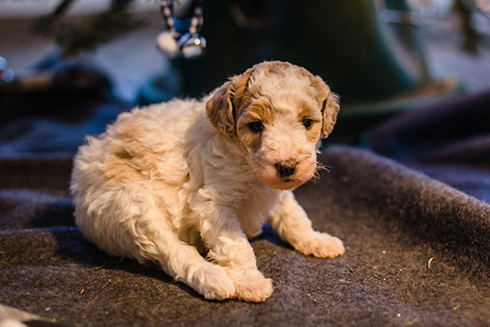 Vegas Moyen Poodle Puppy